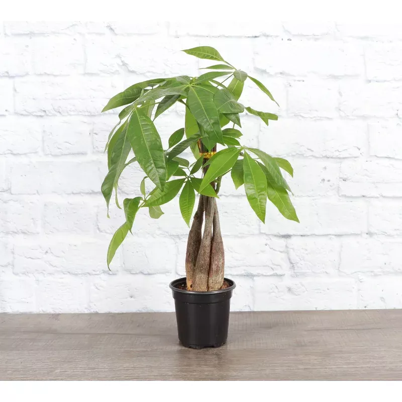 thorsen-s-greenhouse-money-tree-4-live-plant-braid Thorsen’s Greenhouse – Money Tree – 4″ Live Plant: Braid